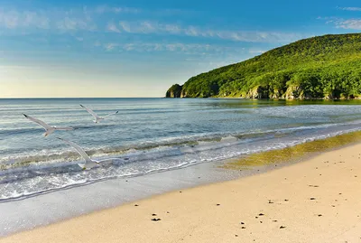 Запас сосен и теплое море»: приморцы показали популярное место отдыха без  туристов