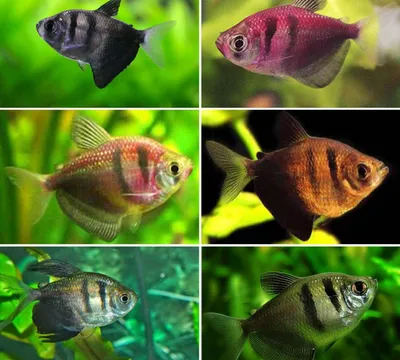 Тернеция GloFish / Глофиш полосатая или в юбке – Моя рибка