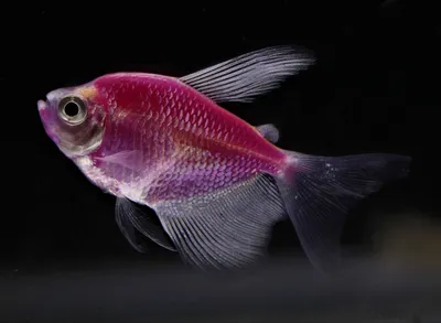 Тернеция фиолетовая GLOFISH опт от производителя