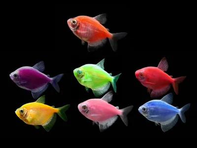 Тернеция (GloFish) Ежевичная Светящаяся купить оптом в Санкт-Петербурге