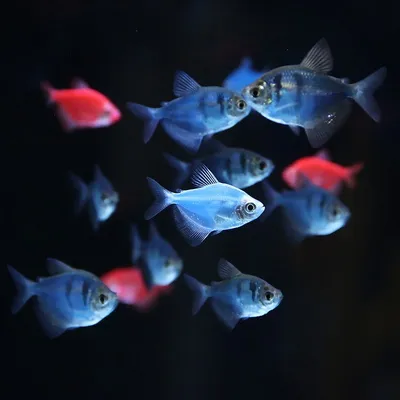 Светящаяся Тернеция Глофиш (GloFish) - VETPLUS. Зоомагазин. Ветаптека