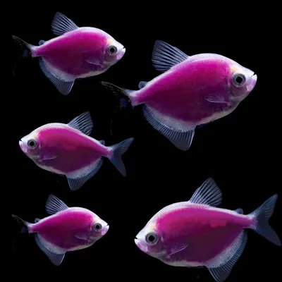 Тернеция (GloFish) Пурпурная Светящаяся купить оптом в Новосибирске