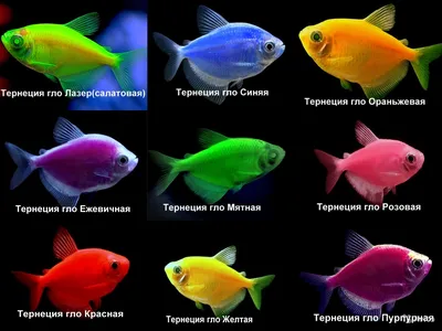 Тернеция (GloFish) Ассорти Светящаяся