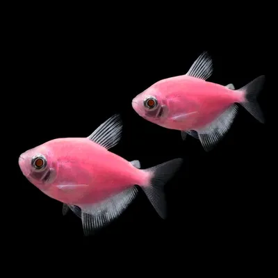 Акватория | Тернеция Glofish - Малиновая - купить в интернет-магазине.