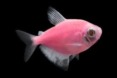 Купить Тернеция розовая GloFish - Danio.com.ua