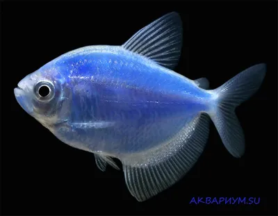 Тернеция розовая GLOFISH оптовая продажа с доставкой по Украине