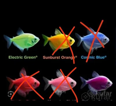 Акватория | Тернеция Glofish - Синяя - купить в интернет-магазине.