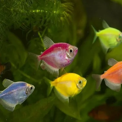 Тернеция glofish, гипердетализация, …» — создано в Шедевруме