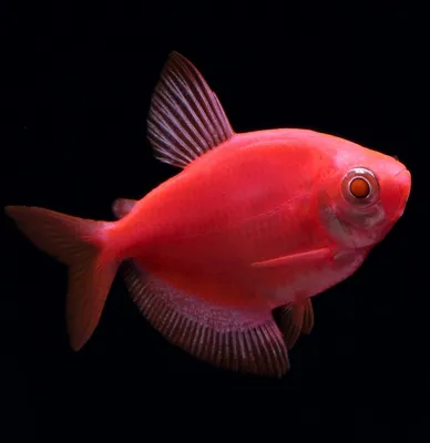 Тернеции : Тернеция Glofish зеленая - 2,5-3 см