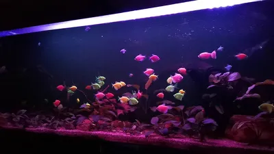 Как светится Тернеция GloFish при ультрафиолете | Дневник заядлого рыболова  | Дзен