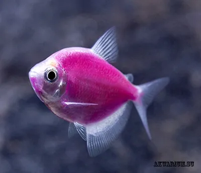 Glofish - GloTetra - Тернеция - Рыбки - Nano Fish