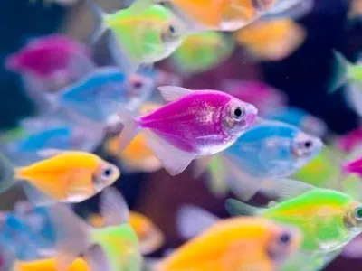 Тернеция Глофиш (GloFish)