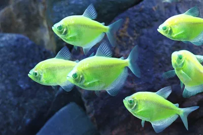 Купить Тернеция GloFish аквариумную рыбку с доставкой по Украине - ИМ  Акварыбки