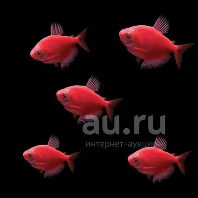 Glofish - GloTetra - Тернеция - Рыбки - Nano Fish