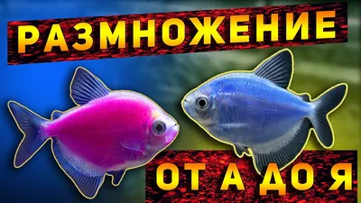 Тернеция Glo Fish красная флуоресцентная (Gymnocorymbus ternetzi): купить в  Челябинске