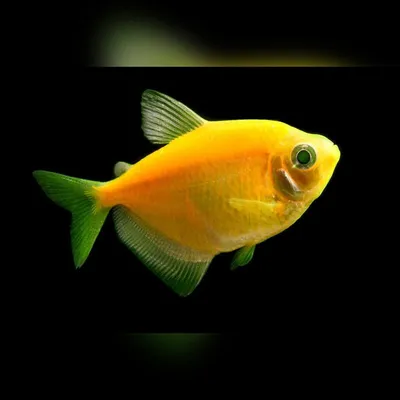 Светящиеся флуоресцентные рыбки ГлоФиш-GloFish