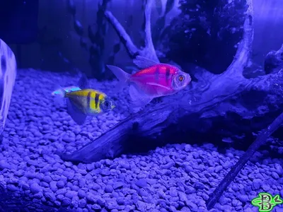 Тернеция GloFish (Gymnocorymbus ternetzi) купить | Аквамир Тольятти