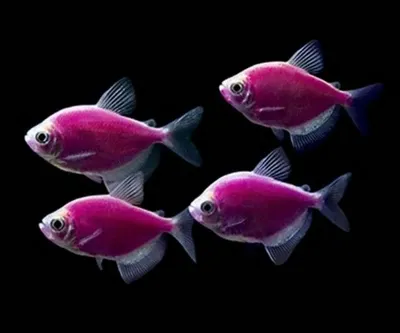 Тернеция GloFish красная (Gymnocorymbus ternetzi) — купить в Красноярске.  Рыбки на интернет-аукционе Au.ru