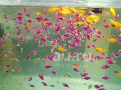 Gymnocorymbus ternetzi TERNITION GLO FISH BREEDING! - YouTube