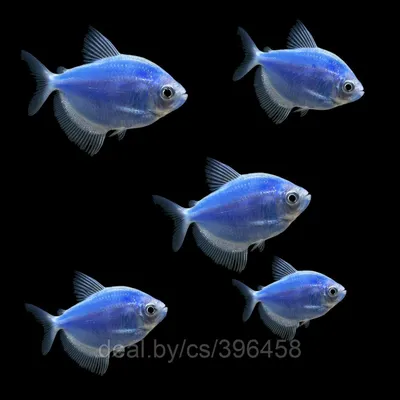 Купить Тернеция оранжевая GloFish - Danio.com.ua