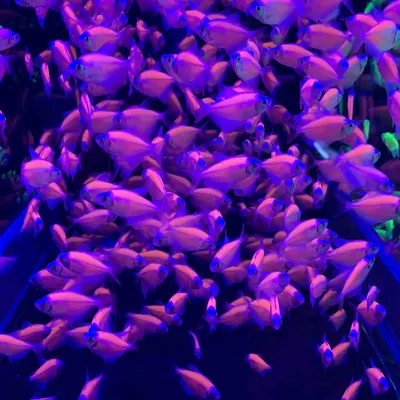 Тернеция GloFish Зеленая Electric Green купить недорого в Москве | Амигофиш