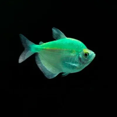 Акватория | Тернеция Glofish - Персиковая - купить в интернет-магазине.