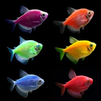 Тернеции : Тернеция Glofish фиолетовая - 2,5-3 см