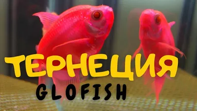 Тернеция Фиолетовая - (GloFish) - СКАТ | Севастополь