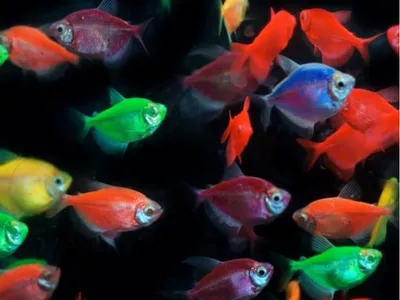 Тернеция Glofish мятная - 2,5-3 см - Интернет-магазин - Aquaelle.ru