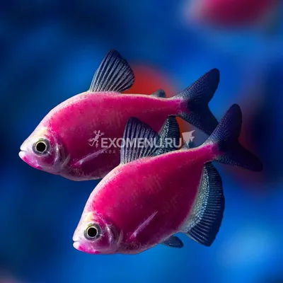 Как светится Тернеция GloFish при ультрафиолете | Дневник заядлого рыболова  | Дзен