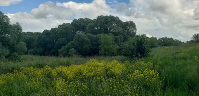 Борисоглебская епархия - Казанский храм с. Терновка