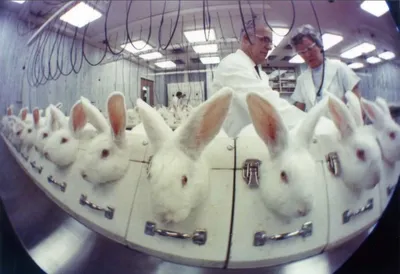 Лабораторные жертвы: почему научный мир не может отказаться от тестирования  на животных