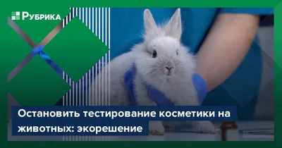 Россия за закон об отмене тестирования на животных