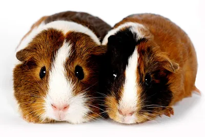 Власти Флориды намерены запретить тестирование косметики на животных |  Ветеринария и жизнь
