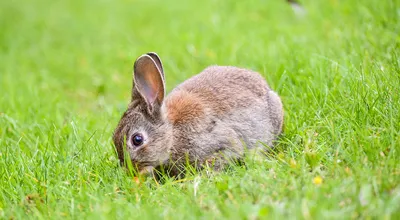 Все кролики живы: как выбрать косметику, которую не тестируют на животных -  рассказывает эксперт