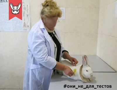 В Госдуме объяснили, почему в России нельзя запретить тестировать косметику  на животных
