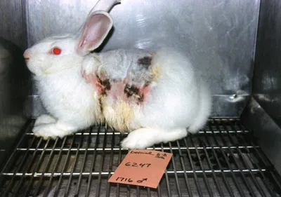 Победа: Dove запретил тестирование продукции на животных » Vegan