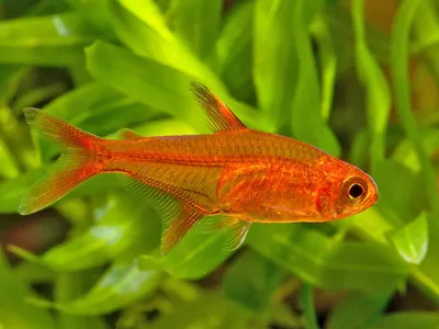 Тетра Аманда - Hyphessobrycon amandae - Рыбки - Nano Fish