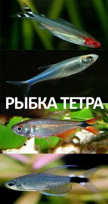 Тетра сапфировая, Хифессобрикон эквадорский (Hyphessobrycon columbianus) |  Aquarium-Style