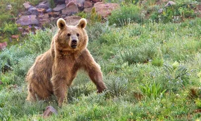 Тибетский Медведь Сидит Отдыхать На Природе Бамбуковый Лес — стоковые  фотографии и другие картинки Белогрудый медведь - iStock