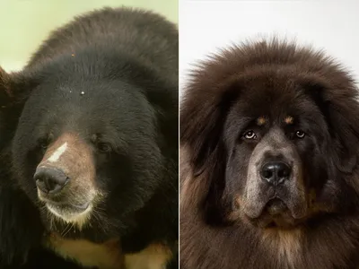 Китаец купил на дороге щенка, а через два года выяснил, что это черный  медведь