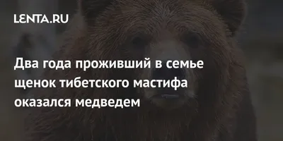 Марка Монголия 1989 год. Тибетский бурый медведь Русский медведь. Медведи.  Животные России Редкость! — покупайте на Auction.ru по выгодной цене. Лот  из Воронежская область, Воронеж. Продавец Numizmat-vrn. Лот 247118487306621