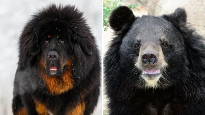 Жительнице Китая вместо собаки продали редкого медведя. Женщина купила  щенка тибетского мастифа, но спустя.. | ВКонтакте