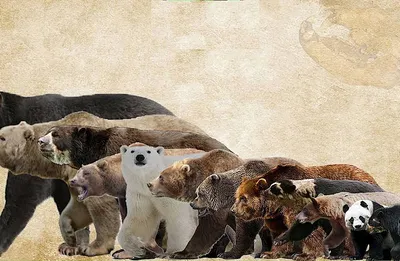 Бурый Медведь Ursus Arctos Неволе Поднимает Лапу Попросить Бросили Еду  стоковое фото ©Blackfarm 426808460