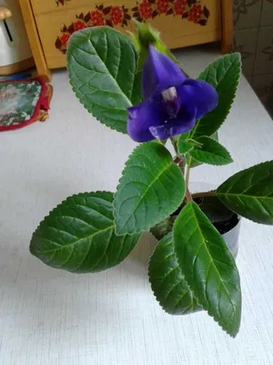 Комнатное растение Тидея фиолетовая в дар (Москва). Дарудар