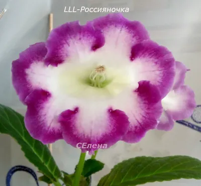 Глоксиния - «Самая неприхотливая тидея, нашему семейному цветку более 30  лет! + красивые фото» | отзывы