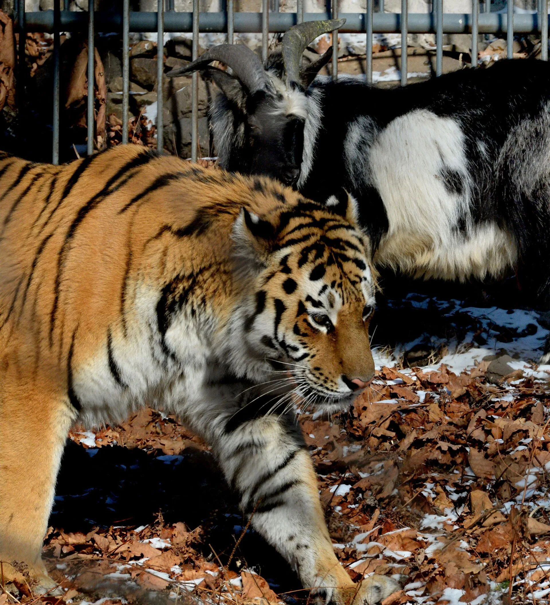 Тигры живущие в россии. Приморский сафари парк. Тигр и козёл. Хасбик с тигром.