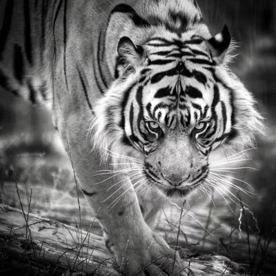 Тигр чб фото фото