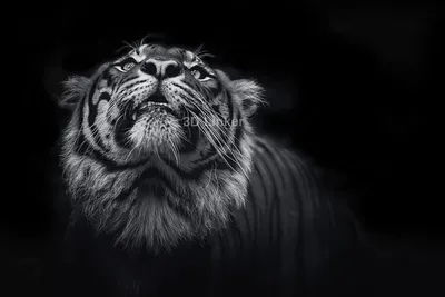 Взорвать черный и белый тигр ревя с отображением зубов рта открытым  Стоковое Изображение - изображение насчитывающей взорвать, бобра: 202227045