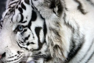 Бенгальский тигр Белый тигр Черный и белый Черный тигр, Черно-белые  животные, белый, млекопитающее png | PNGEgg
